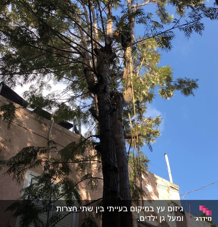 עץ גבוה עם ענפים גזומים וחבלים לגיזום